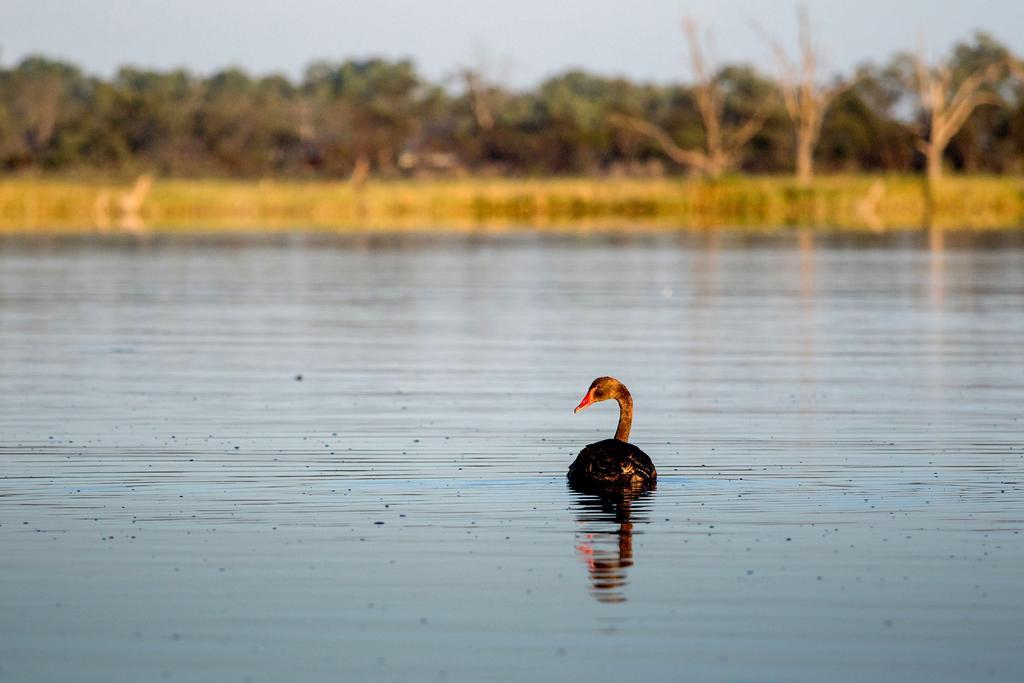 Discovery Parks - Lake Bonney Barmera Zewnętrze zdjęcie